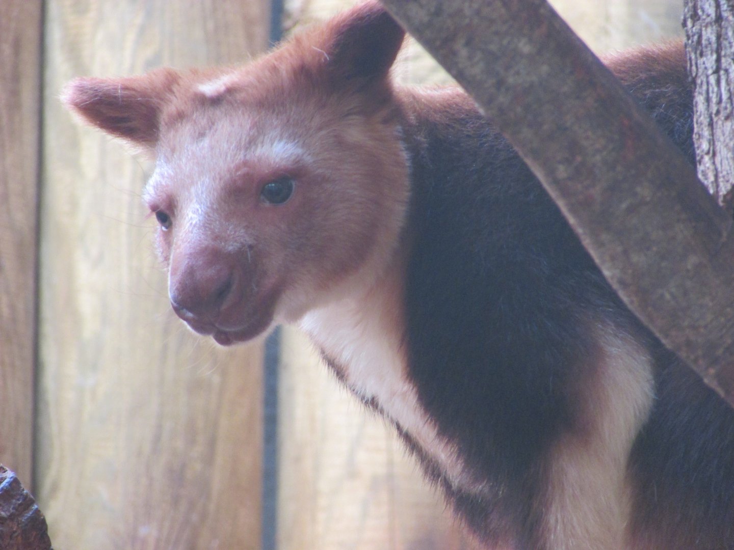 Jardin des Plantes de Paris - Goodfellow's tree-kangaroo
