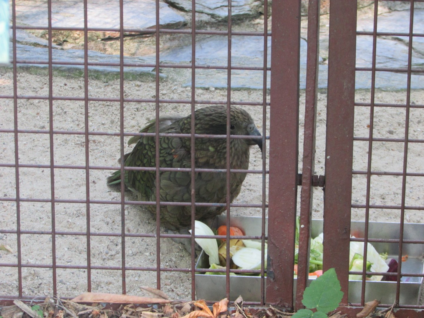 Jardin des Plantes de Paris - Kea