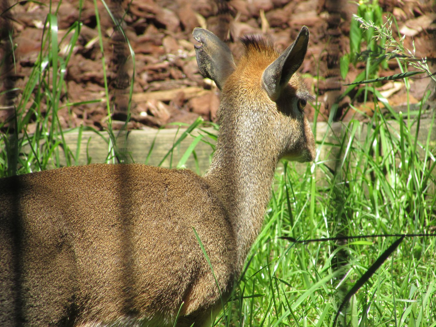 Jardin des Plantes de Paris - Kirk's dik-dik
