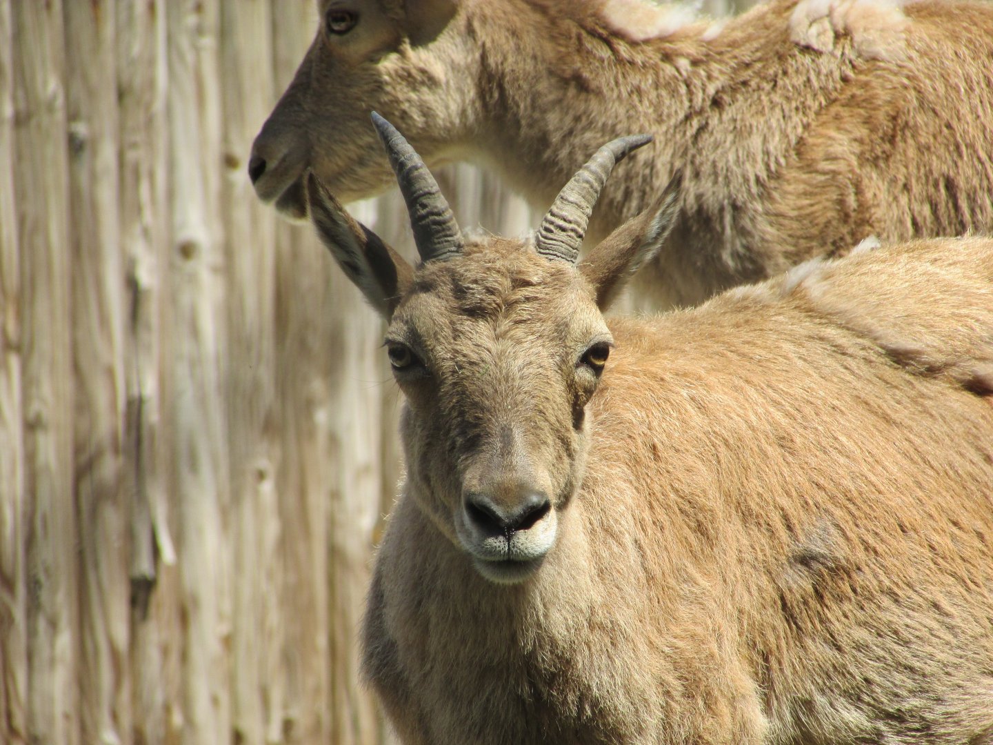 Jardin des Plantes de Paris - Kuban tur kid