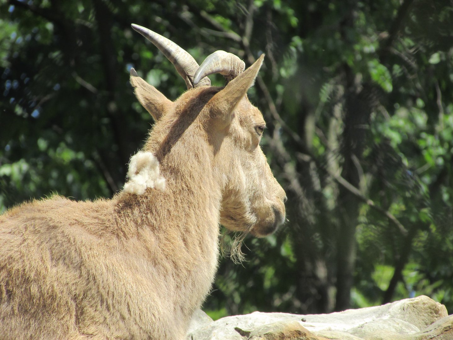 Jardin des Plantes de Paris - Kuban tur