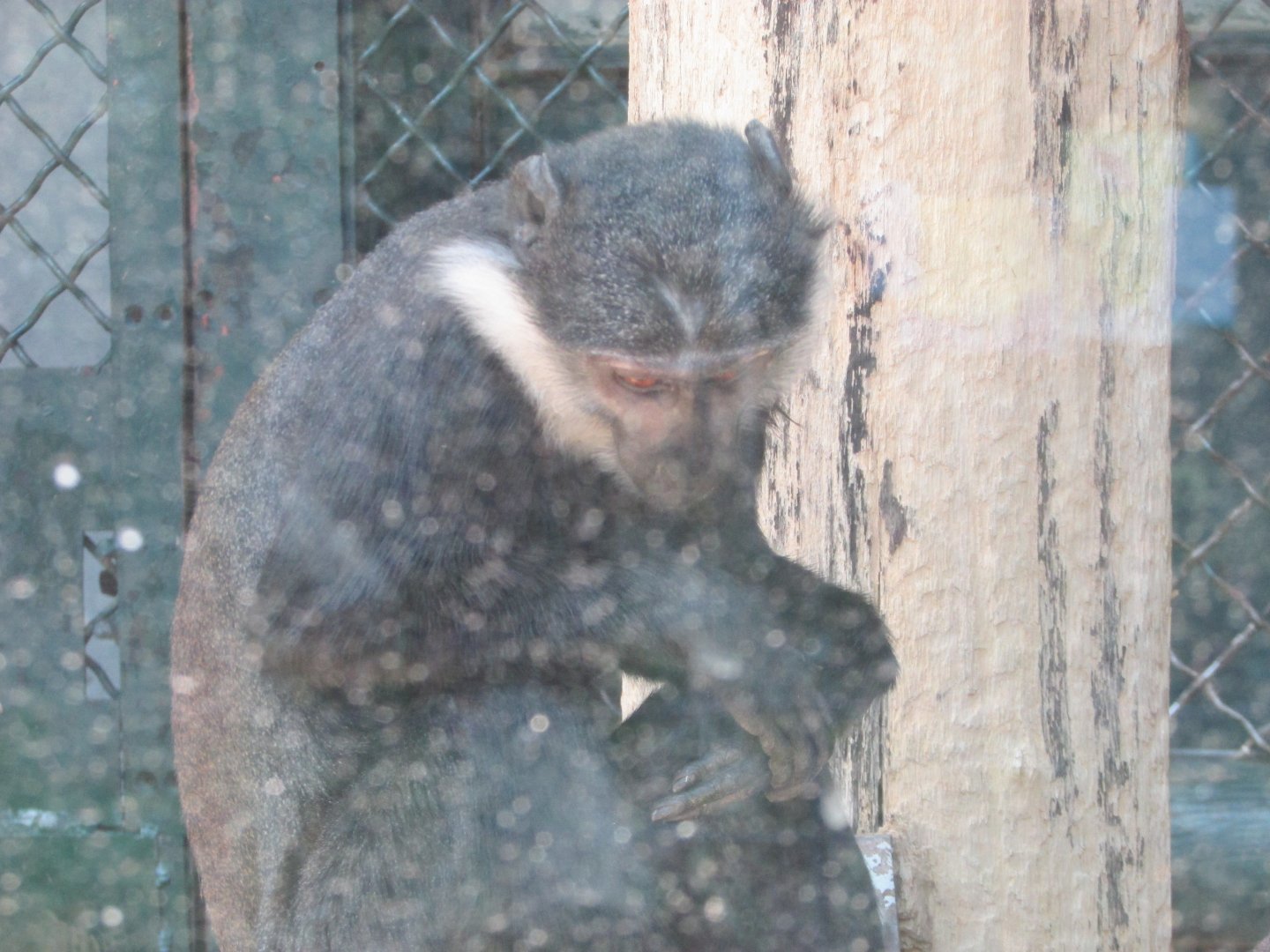 Jardin des Plantes de Paris - L'Hoest's monkey