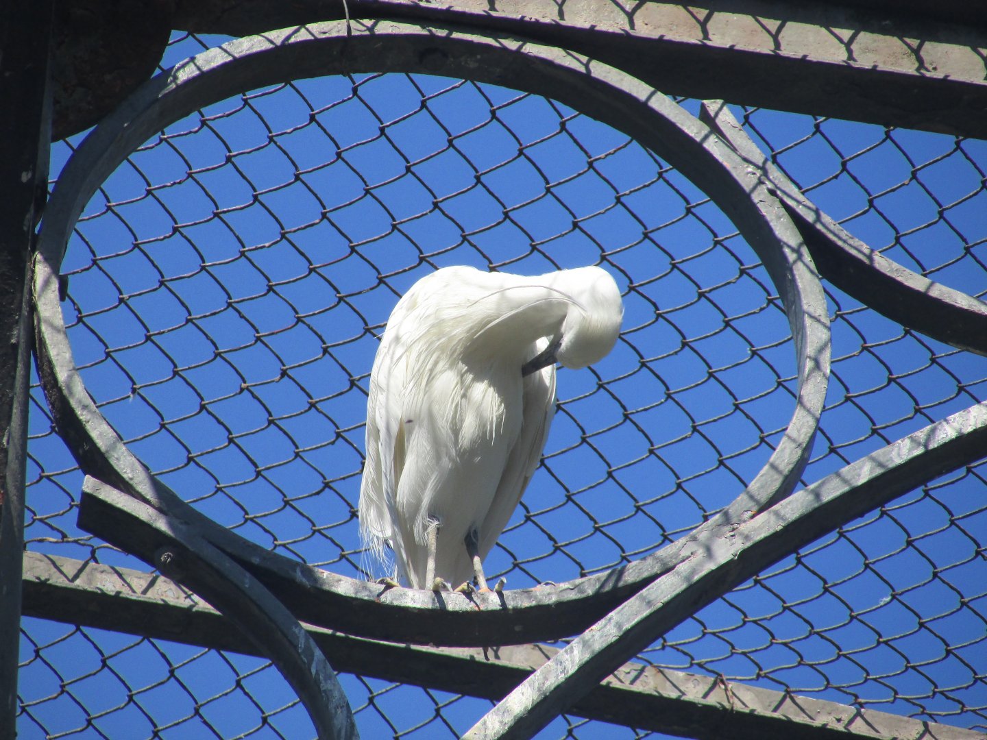 Jardin des Plantes de Paris - Little egret
