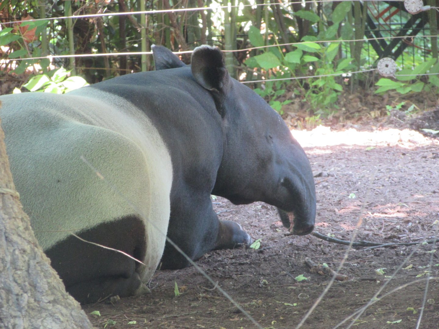 Jardin des Plantes de Paris - Malayan tapir