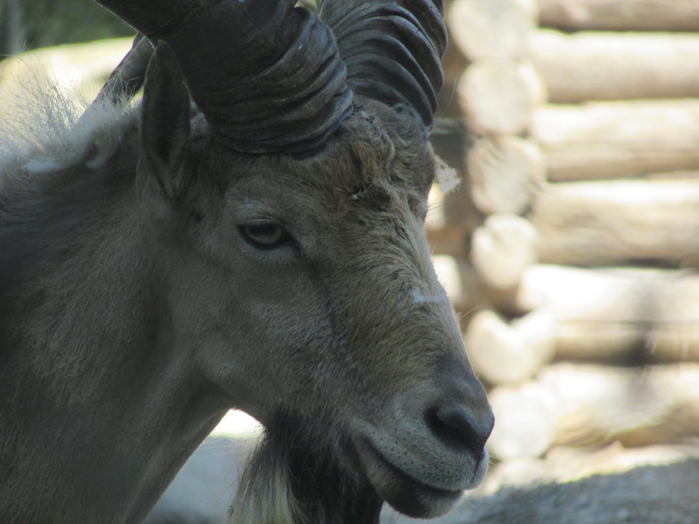 Jardin des Plantes de Paris - Male Kuban tur