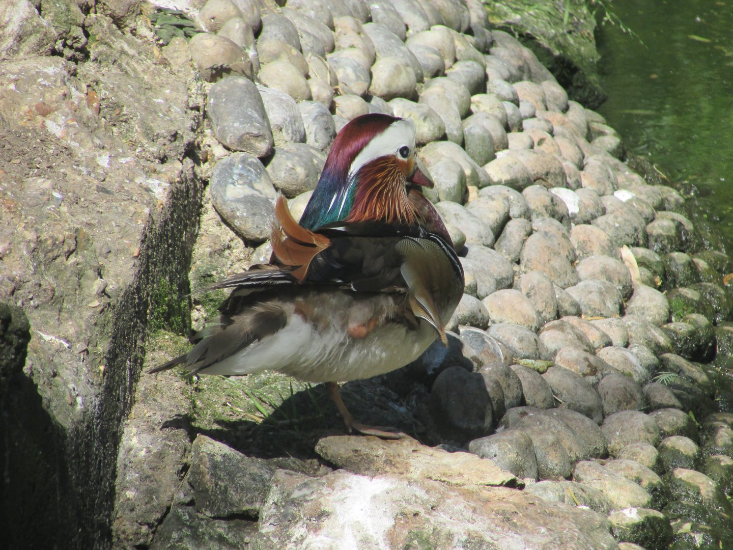 Jardin des Plantes de Paris - Mandarin duck