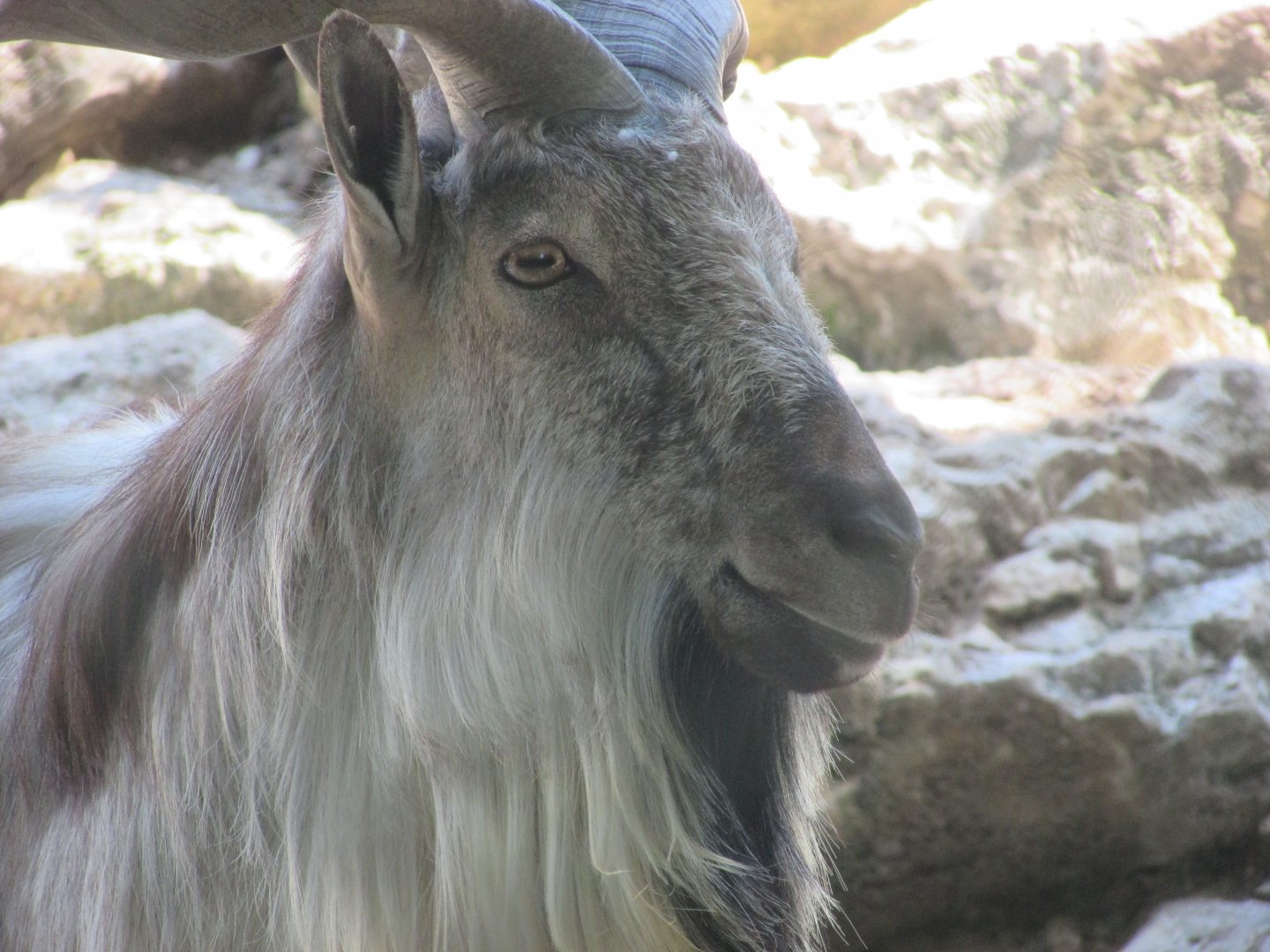 Jardin des Plantes de Paris - Markhor close up