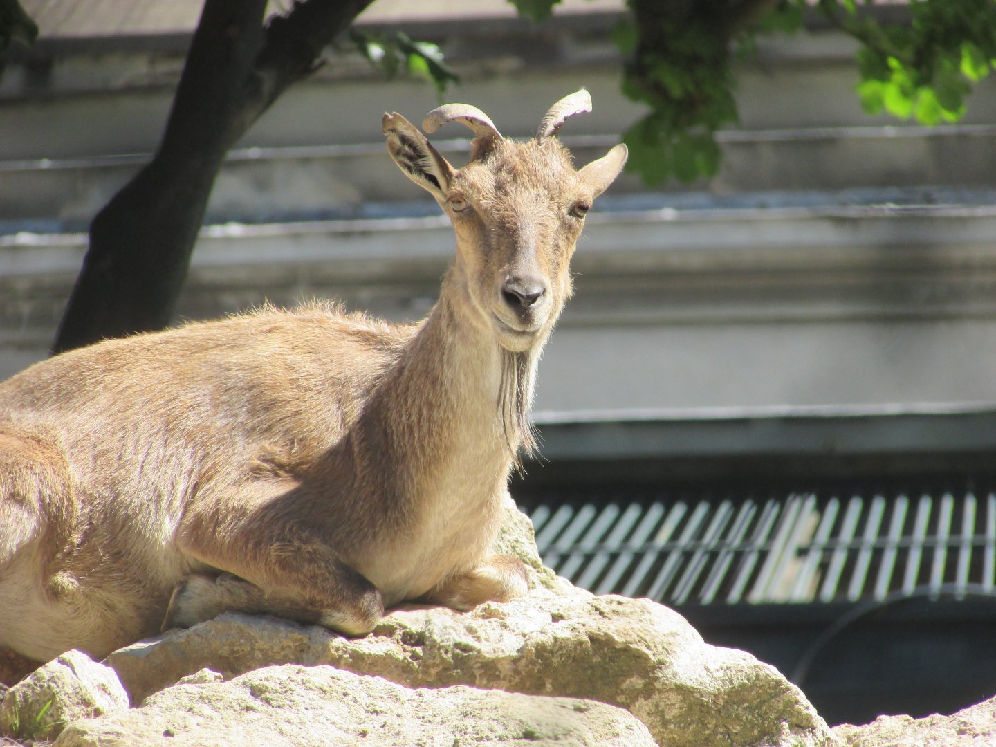 Jardin des Plantes de Paris - Markhor