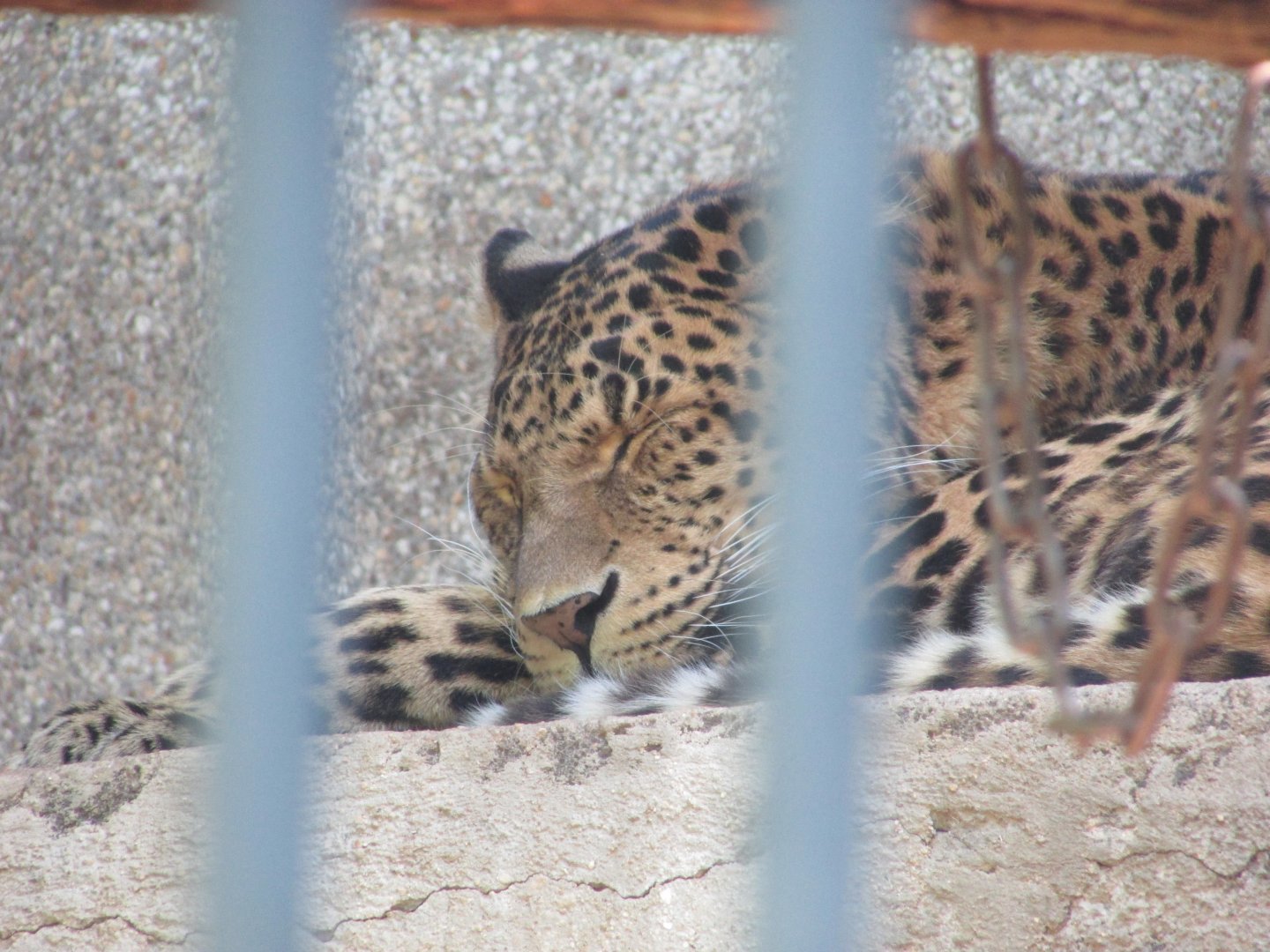 Jardin des Plantes de Paris - North Chinese leopard