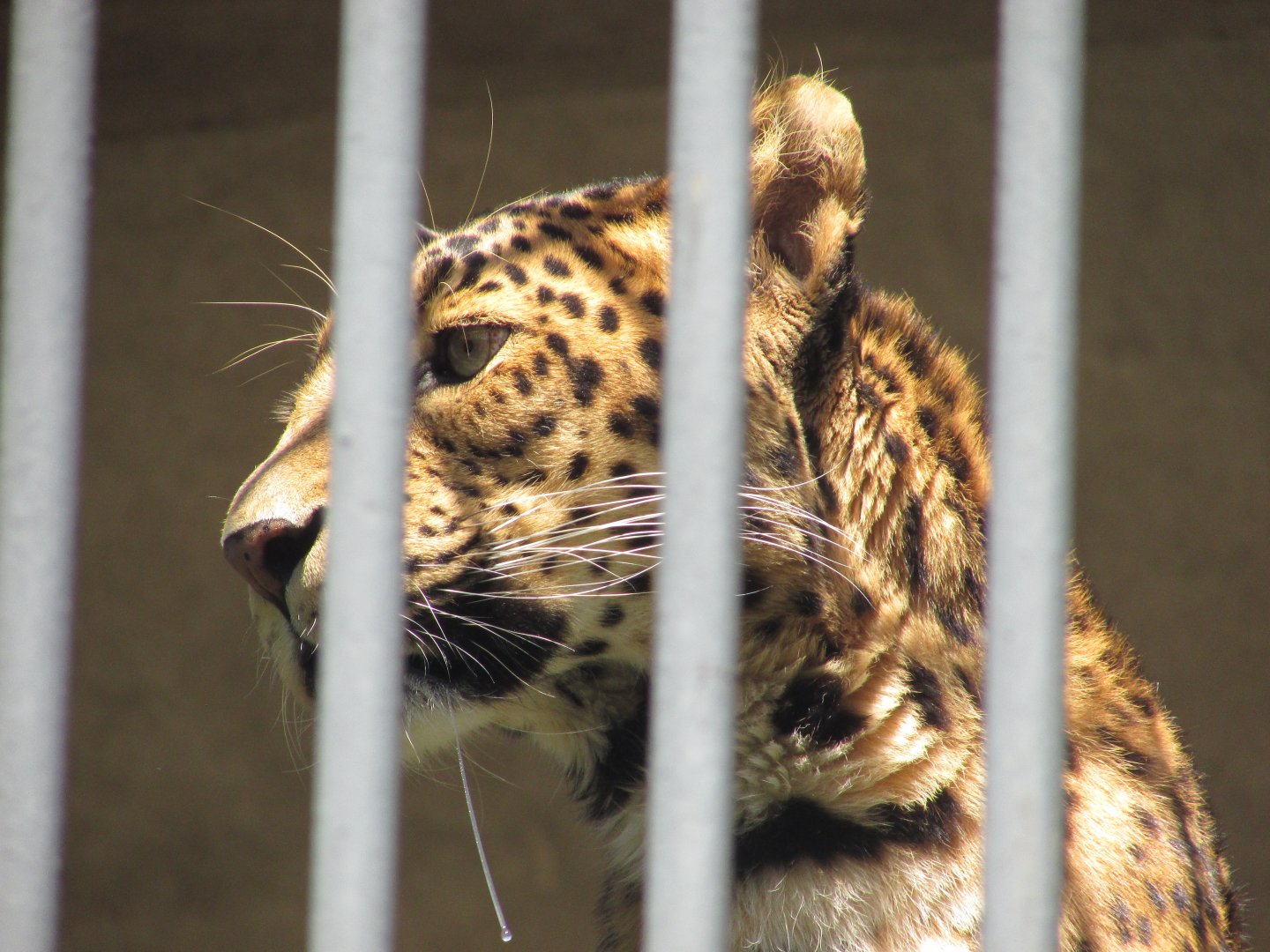 Jardin des Plantes de Paris - North Chinese leopard