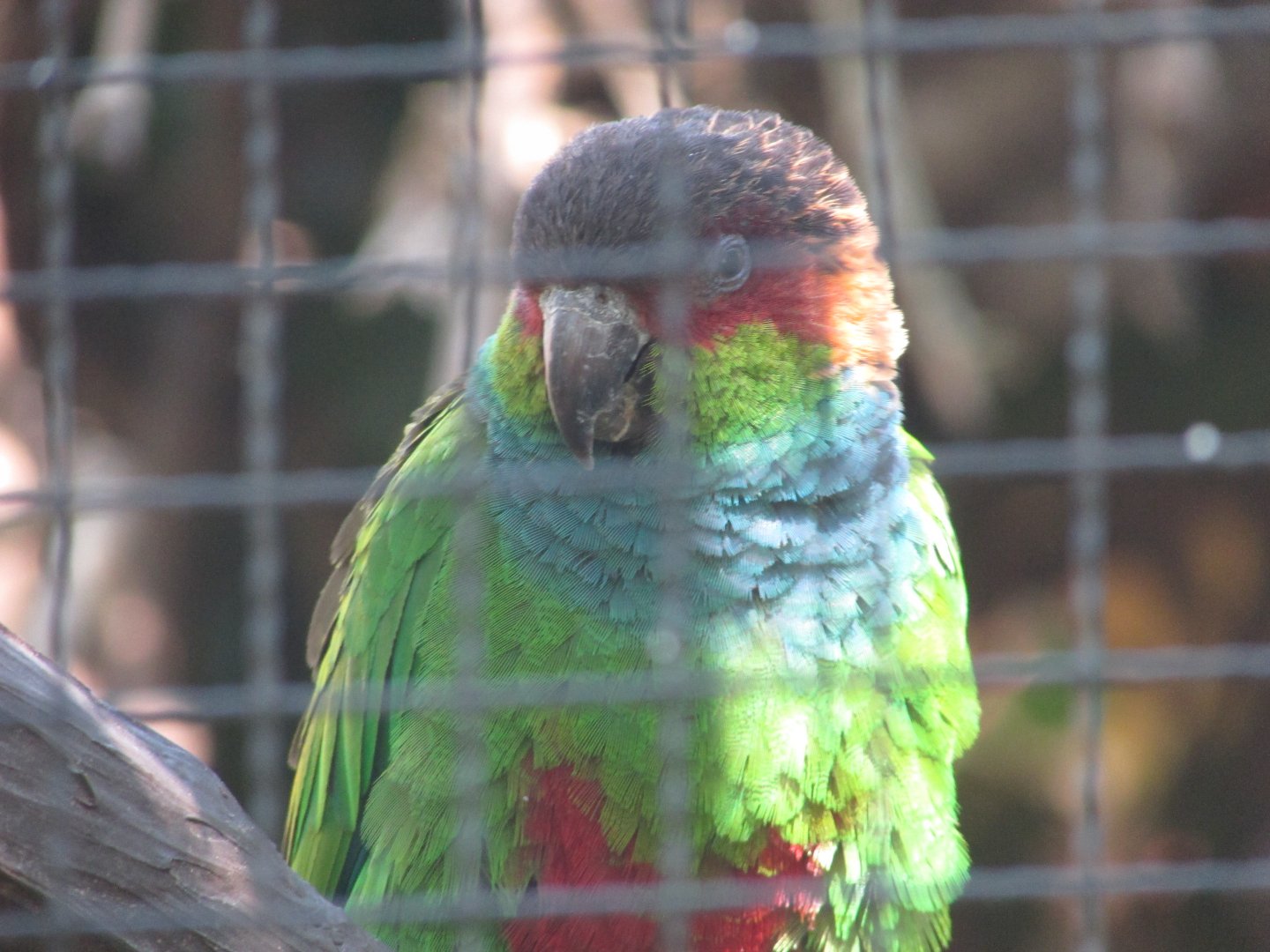 Jardin des Plantes de Paris - Ochre-marked parakeet