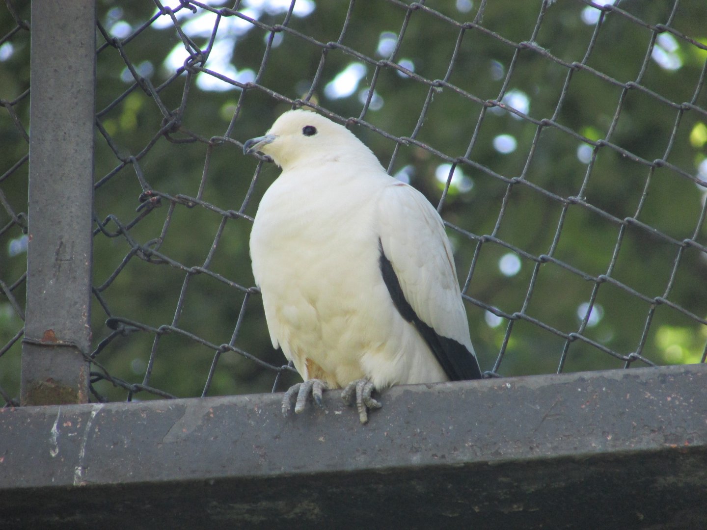 Jardin des Plantes de Paris - One more pied imperial pigeon