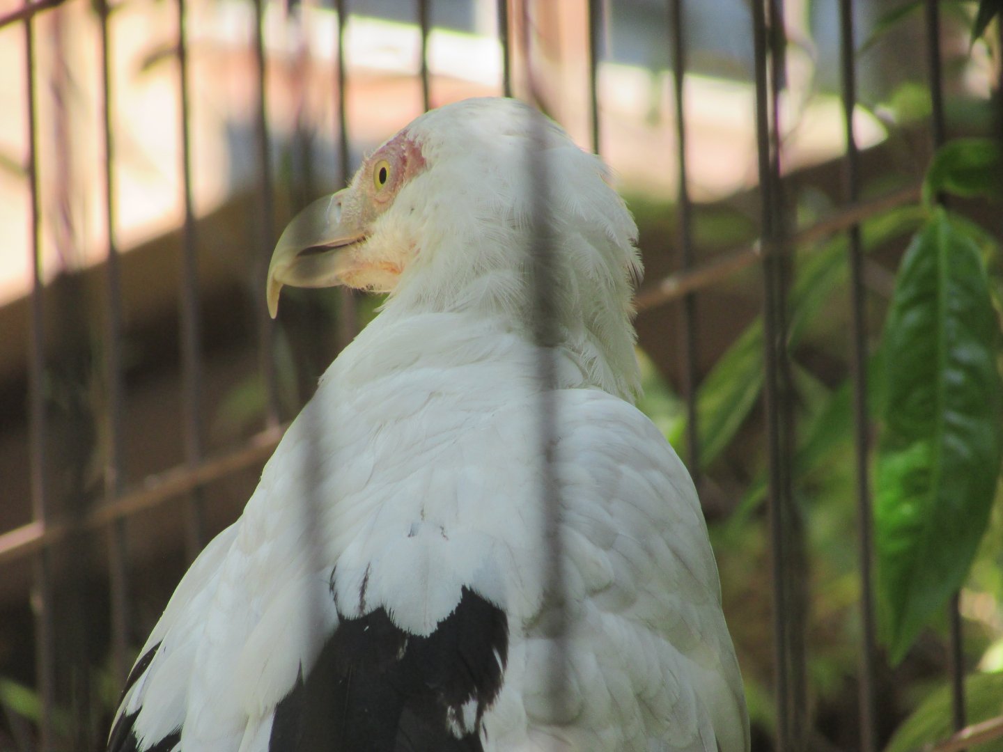Jardin des Plantes de Paris - Palm-nut vultures