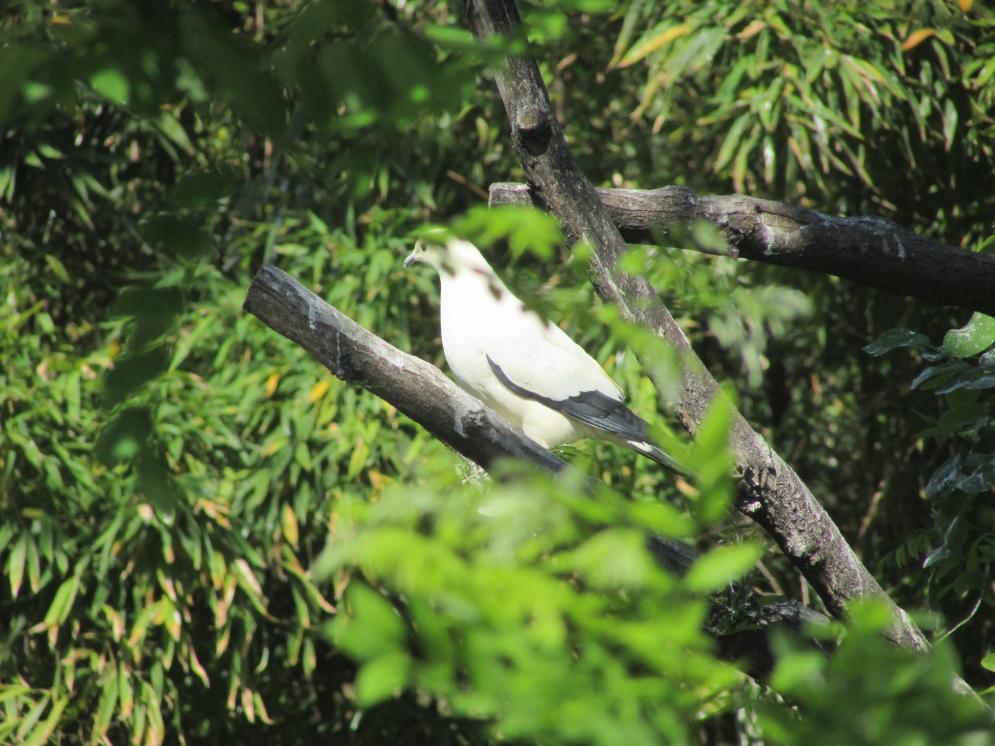 Jardin des Plantes de Paris - Pied imperial pigeon