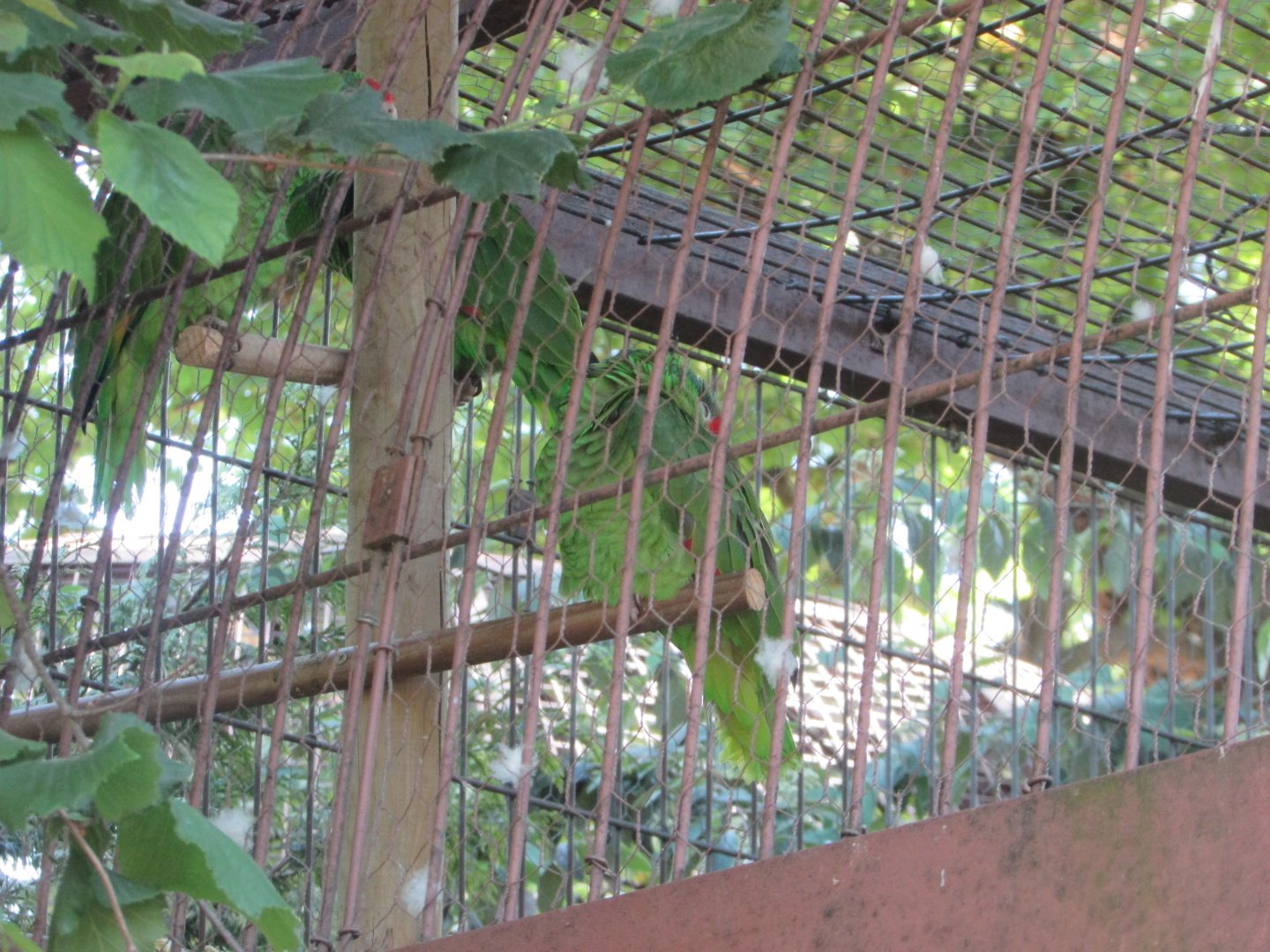 Jardin des Plantes de Paris - Red-crowned parrot