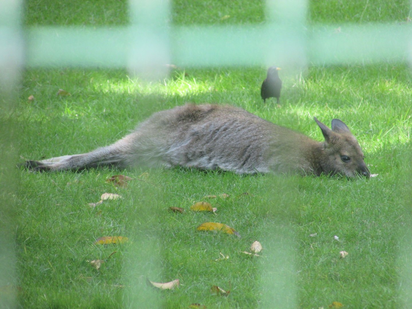 Jardin des Plantes de Paris - Red-necked wallaby and wild starling