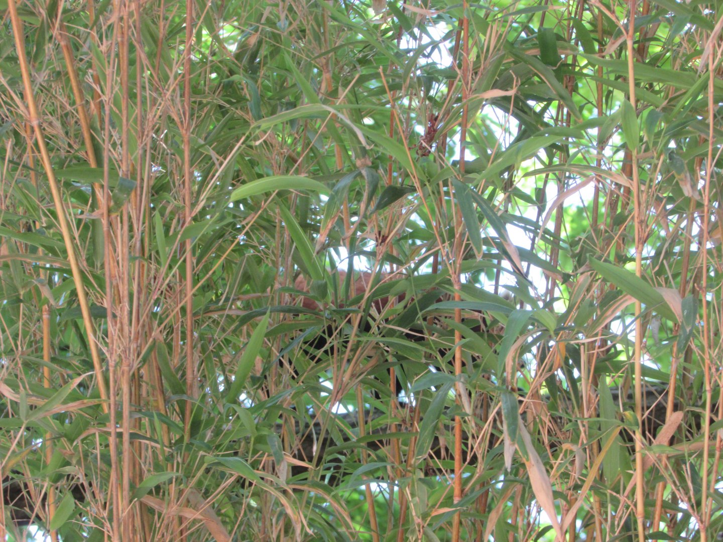 Jardin des Plantes de Paris - Red panda behind bamboo fence