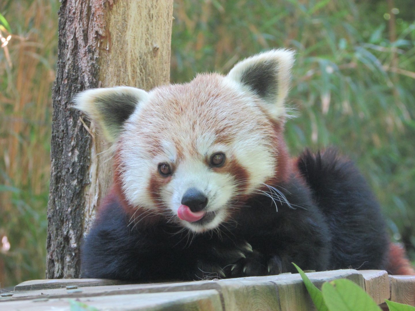 Jardin des Plantes de Paris - Red panda