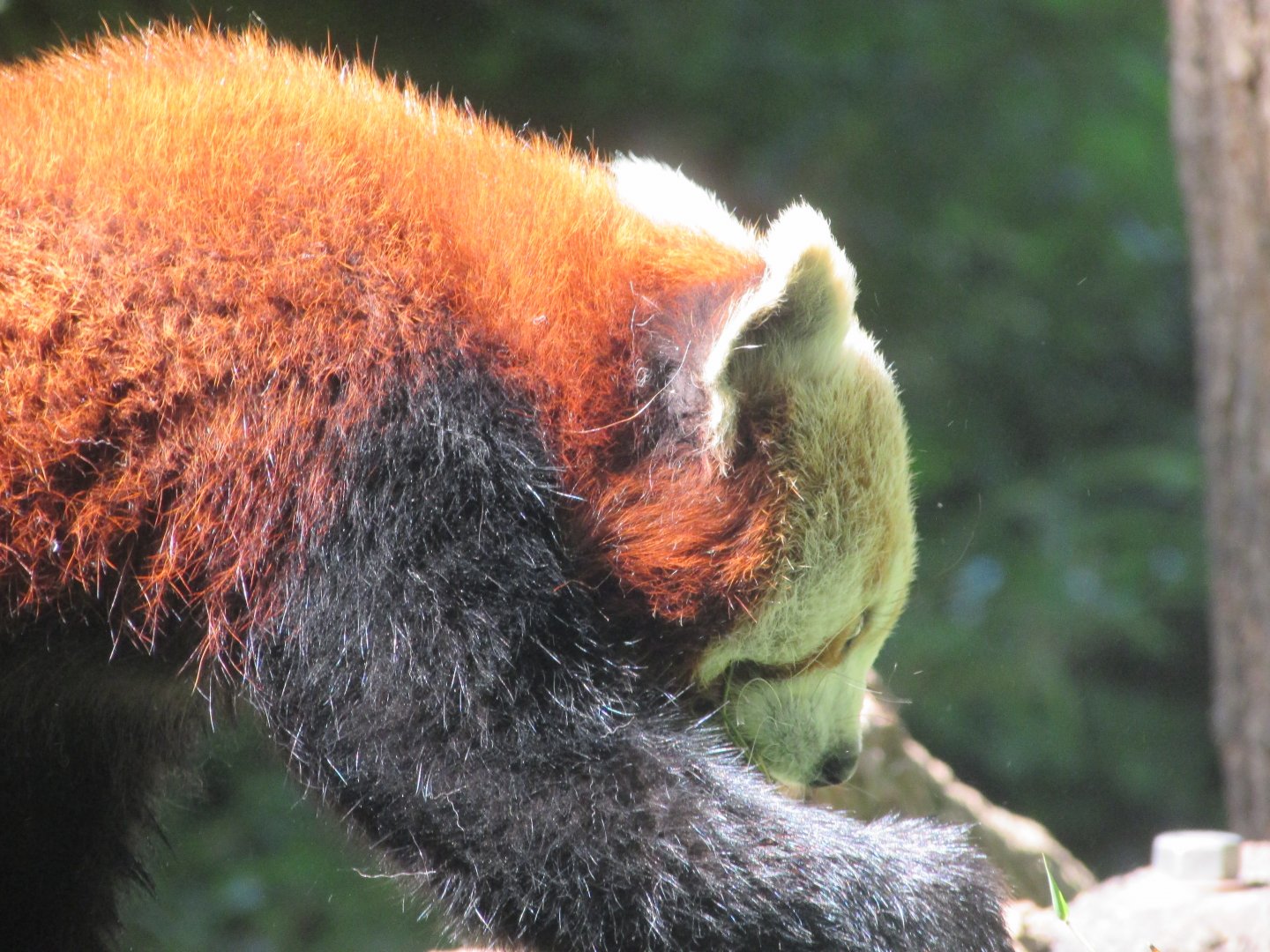Jardin des Plantes de Paris - Red panda
