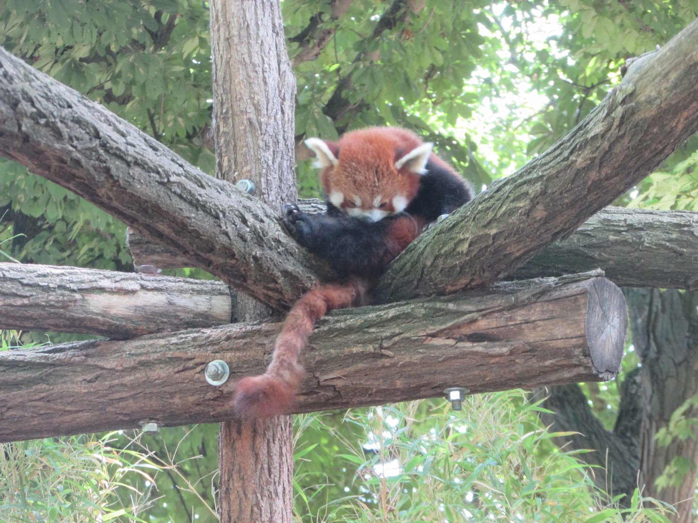 Jardin des Plantes de Paris - Red panda