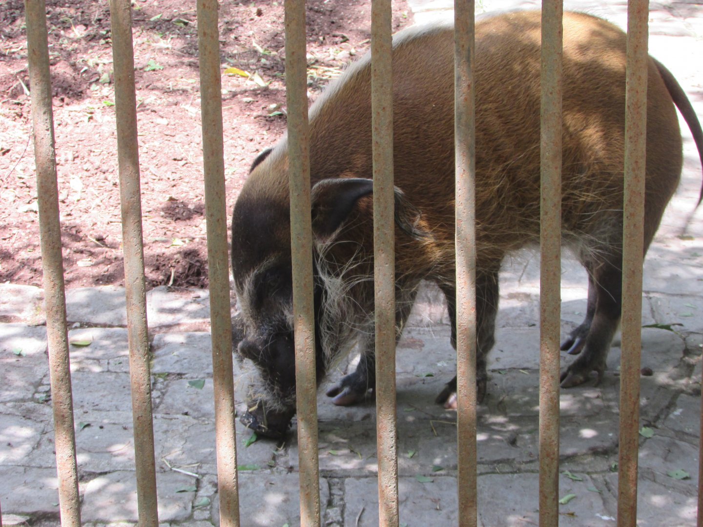 Jardin des Plantes de Paris - Red river hog