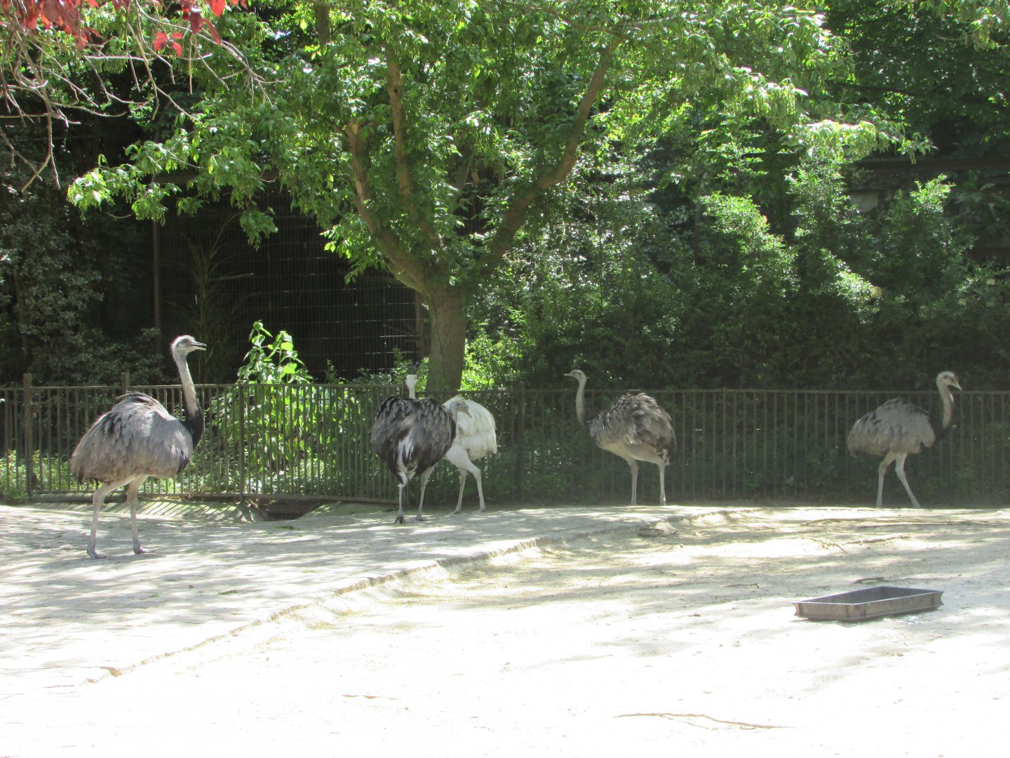Jardin des Plantes de Paris - Rheas