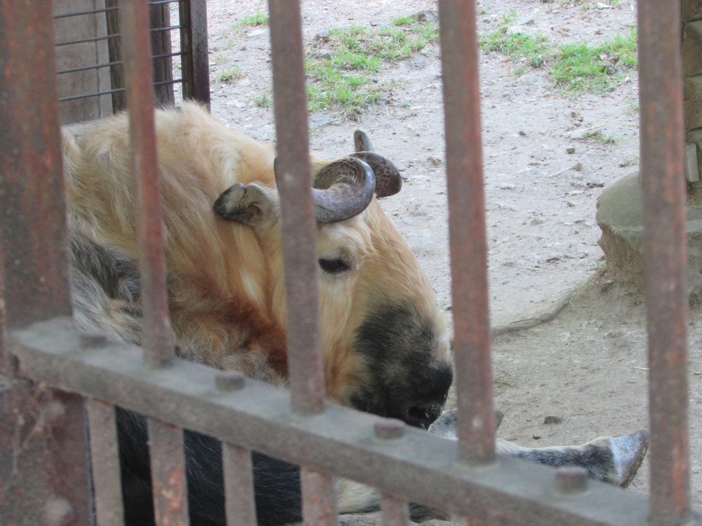 Jardin des Plantes de Paris - Sichuan takin