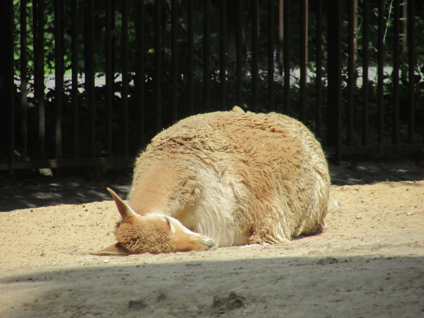 Jardin des Plantes de Paris - Sleeping vicugna