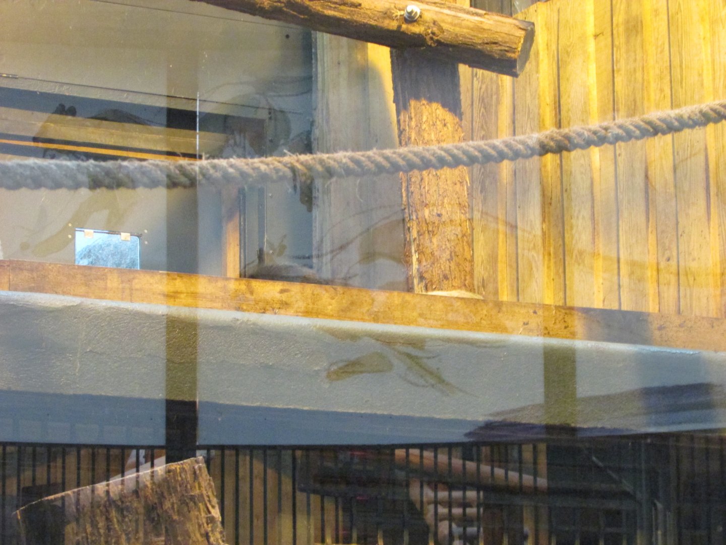 Jardin des Plantes de Paris - Sleeping yellow-throated marten