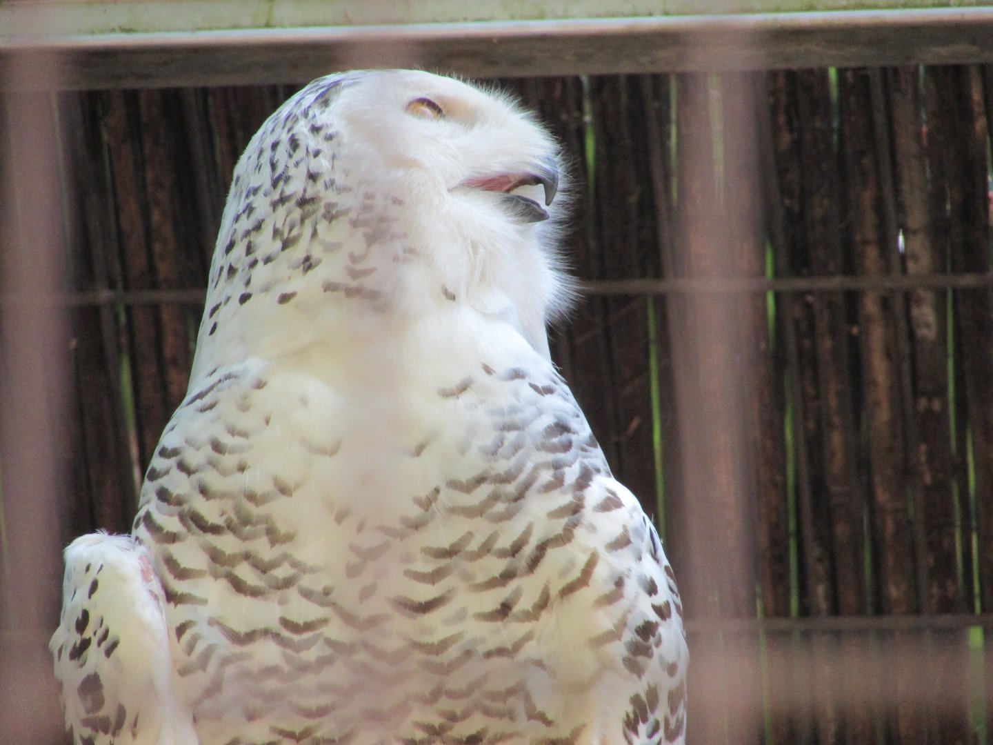 Jardin des Plantes de Paris - Snowy owl