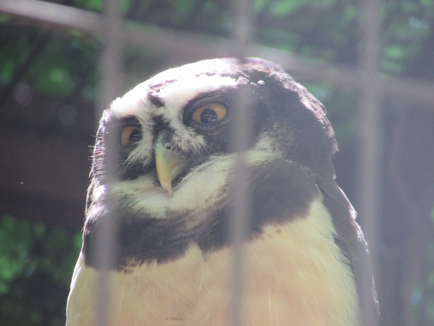 Jardin des Plantes de Paris - Spectacled owl