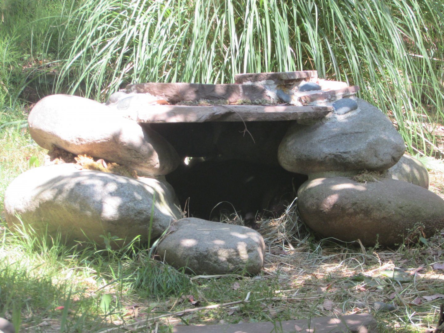 Jardin des Plantes de Paris - Tasmanian devil