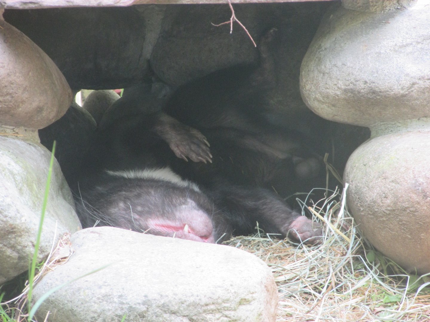 Jardin des Plantes de Paris - Tasmanian devil