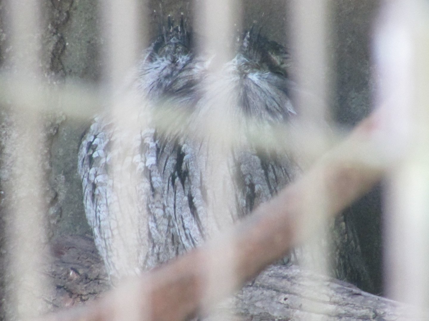 Jardin des Plantes de Paris - Tawny frogmouth