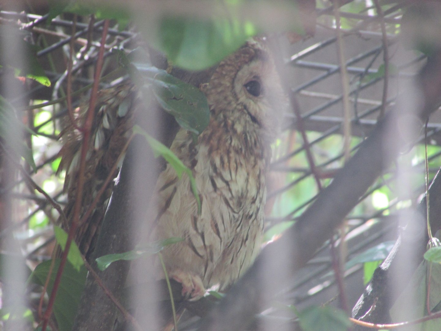 Jardin des Plantes de Paris - Tawny owl
