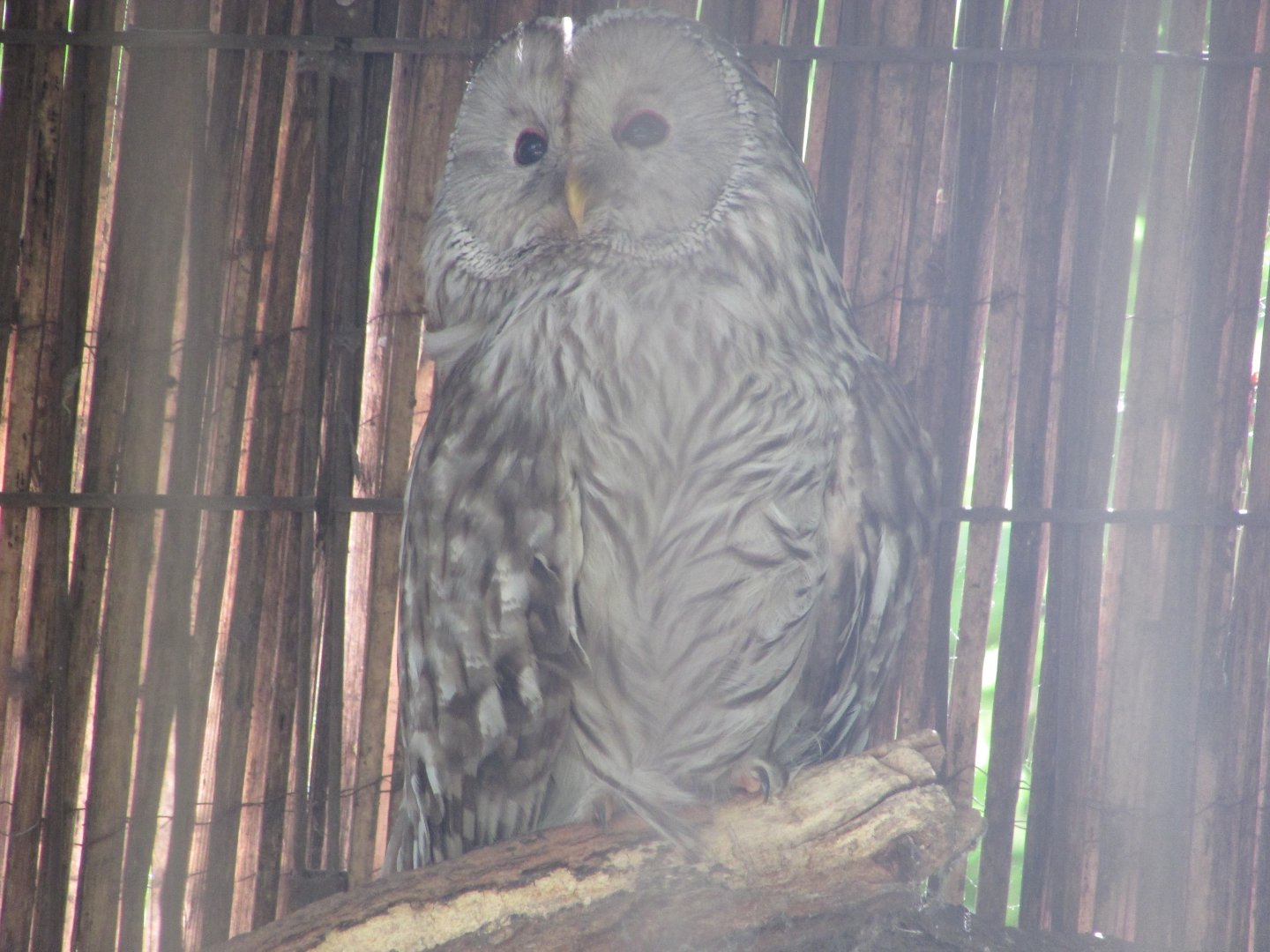 Jardin des Plantes de Paris - Ural owl