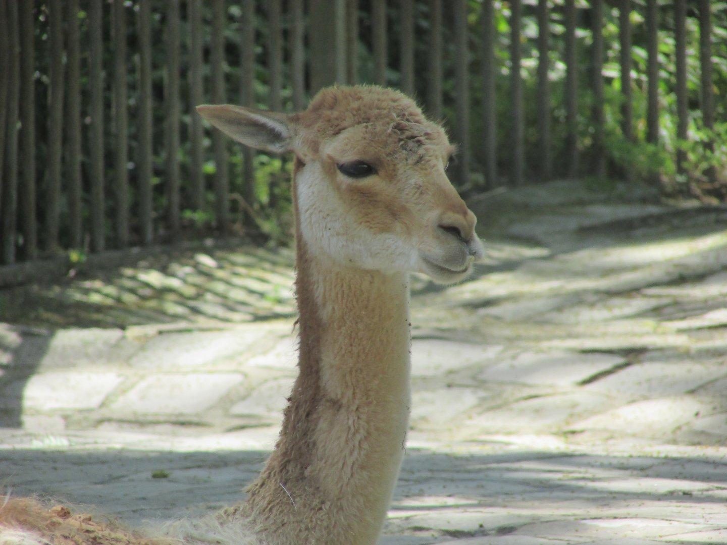 Jardin des Plantes de Paris - Vicugna close up