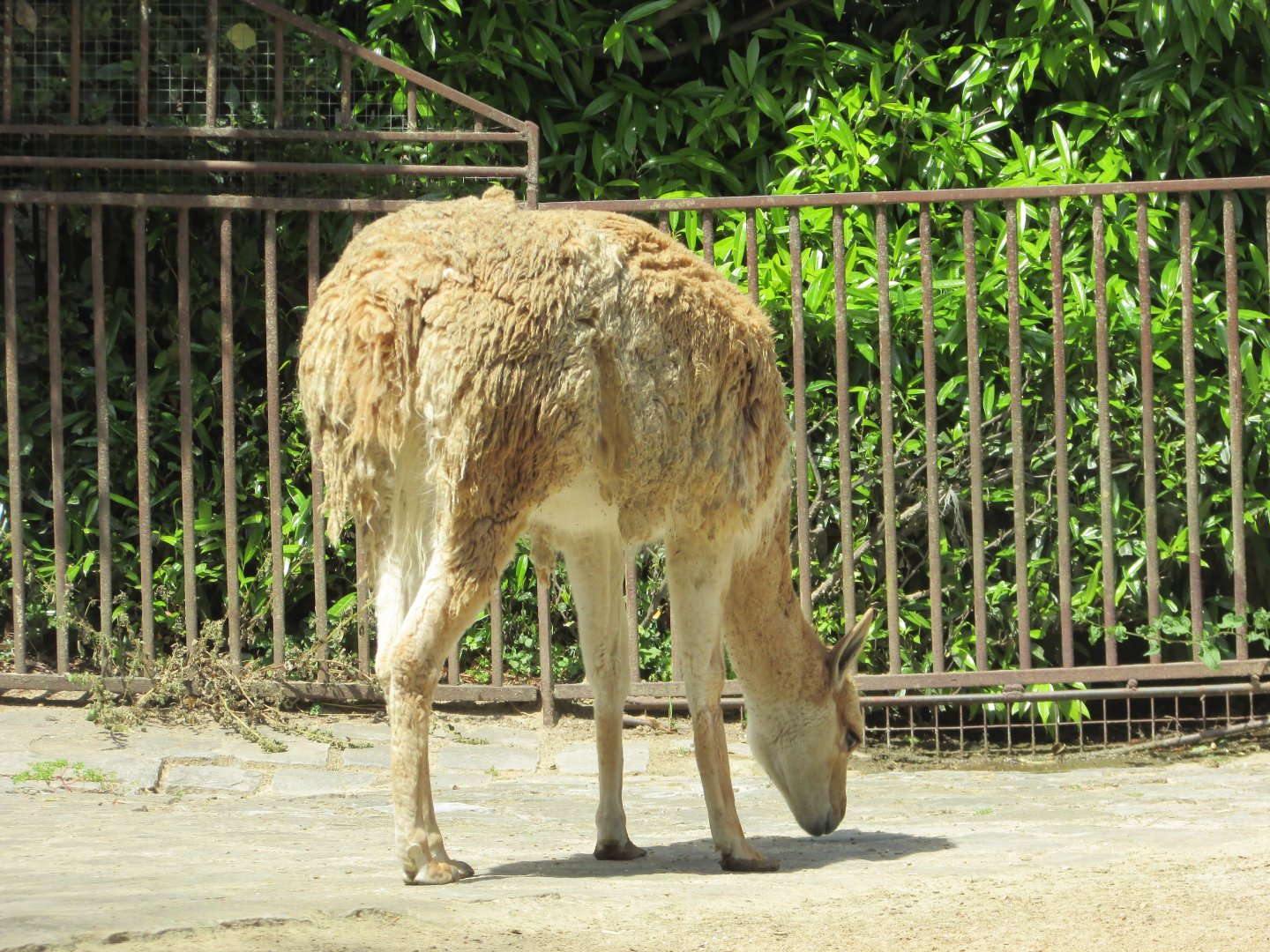 Jardin des Plantes de Paris - Vicugna