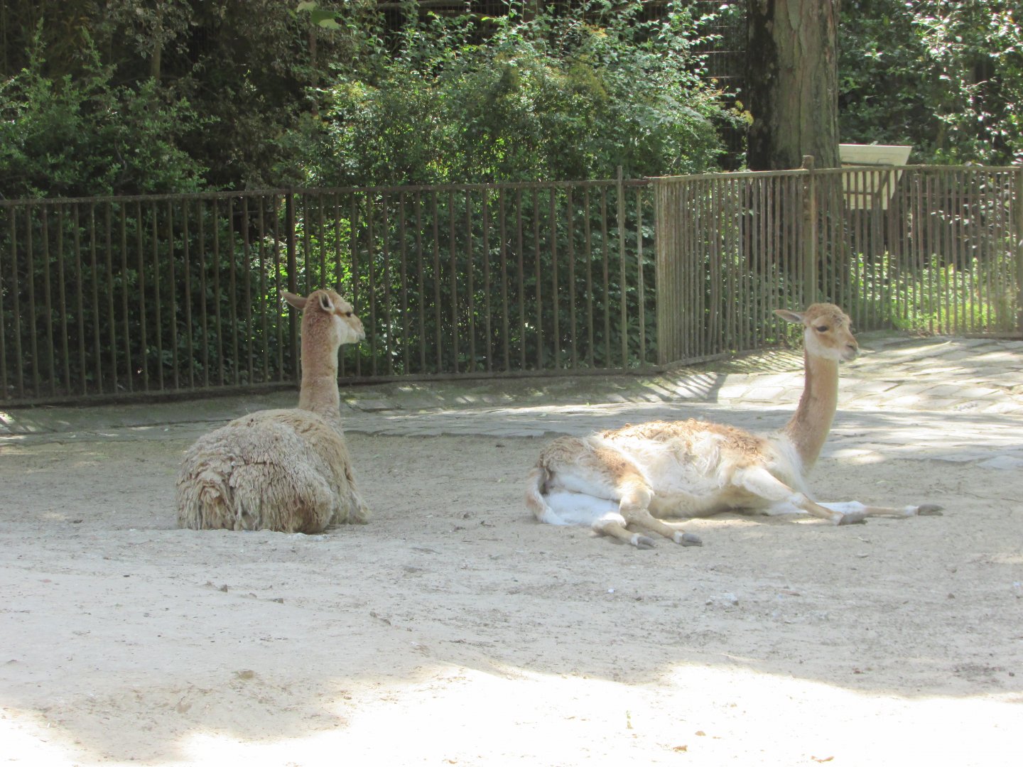 Jardin des Plantes de Paris - Vicugnas