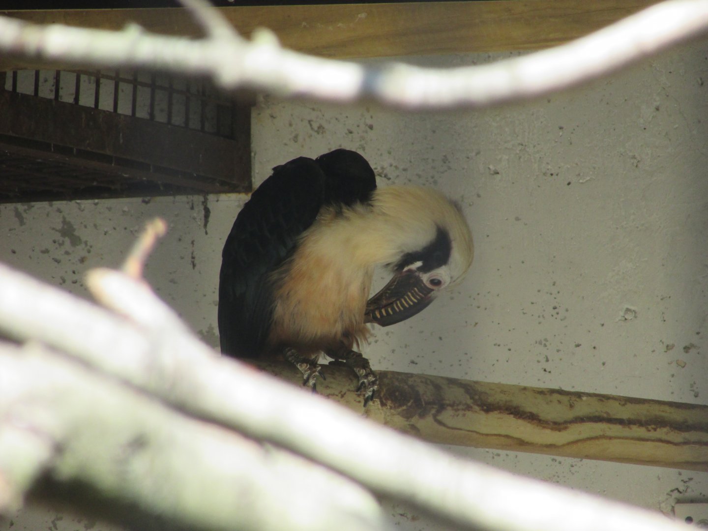 Jardin des Plantes de Paris - Visayan taritic hornbill