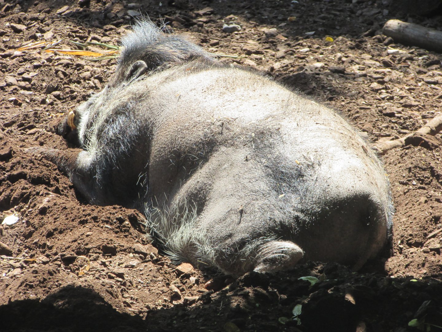 Jardin des Plantes de Paris - Visayan warty pig