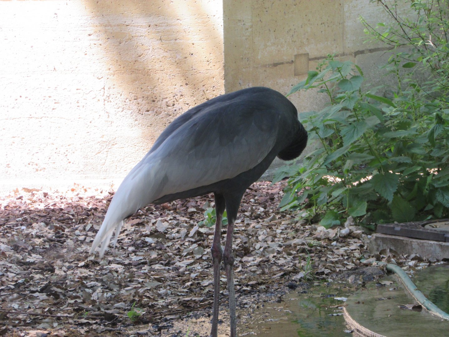 Jardin des Plantes de Paris - White-naped crane