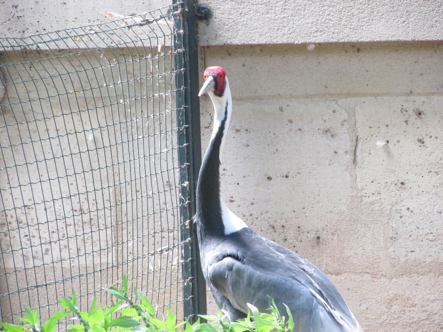 Jardin des Plantes de Paris - White-naped crane