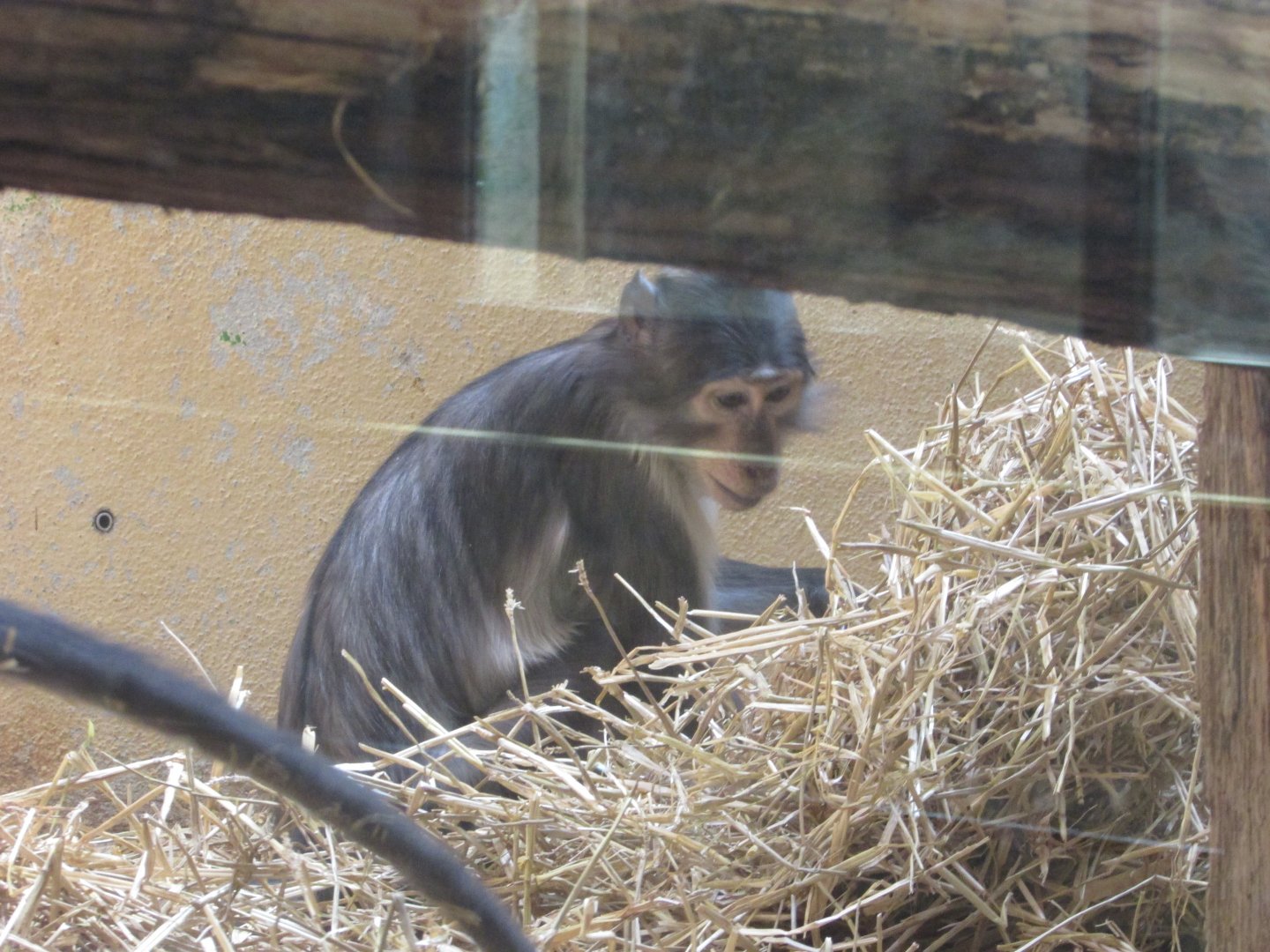Jardin des Plantes de Paris - White-naped mangabey