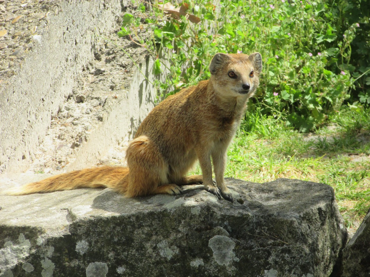 Jardin des Plantes de Paris - Yellow mongoose