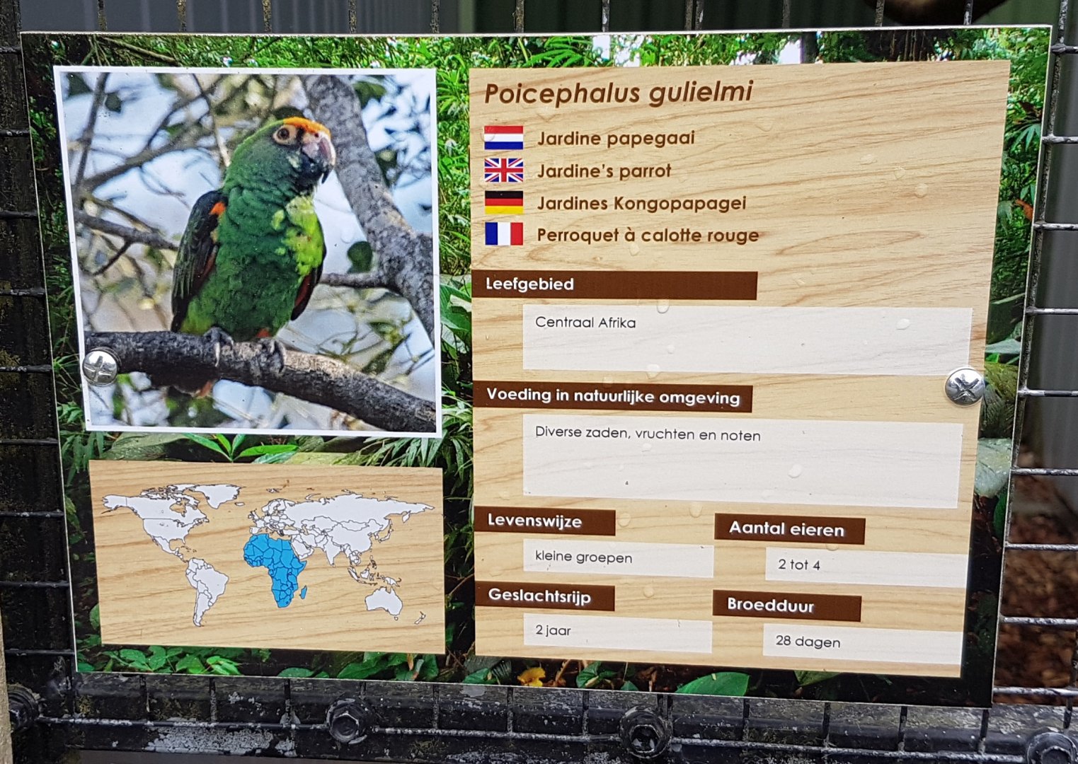 Jardine parrot-sign