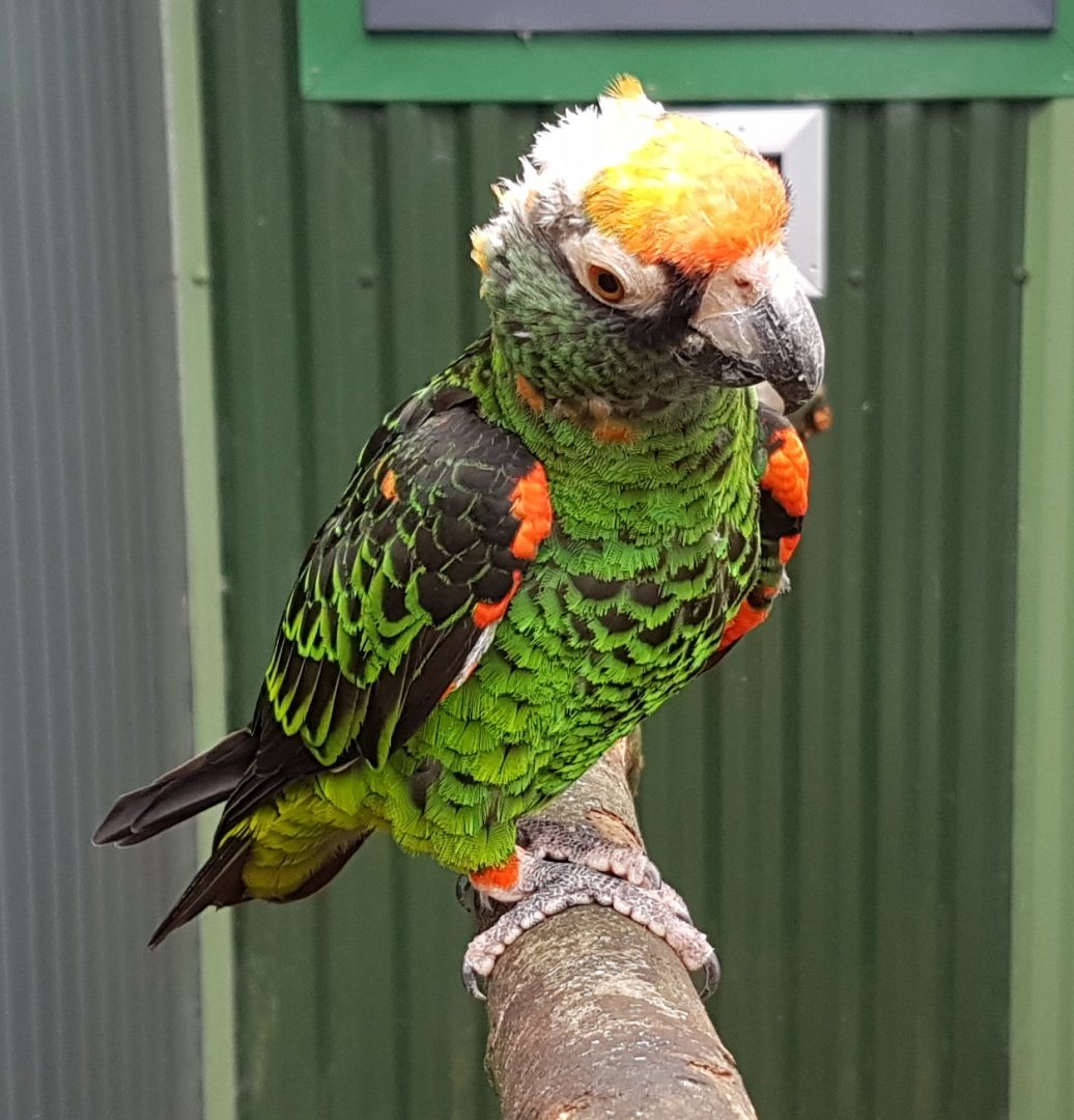 Jardine parrot