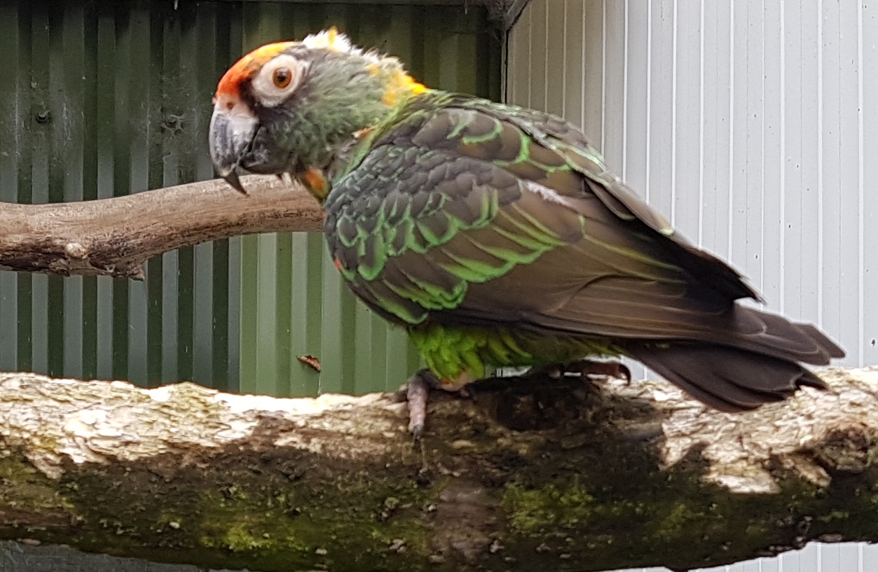Jardine parrot