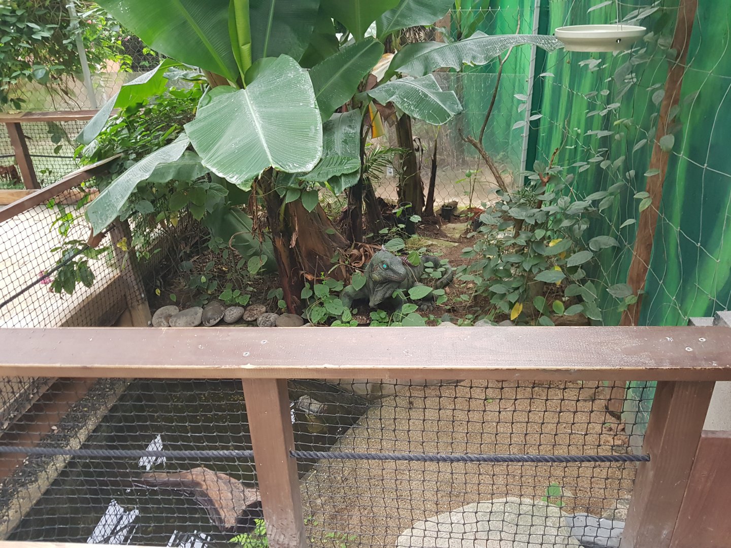 Jardine River Turtle(Emydura subglobosa) enclosure