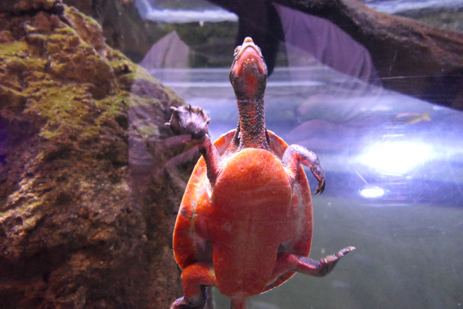 Jardine River Turtle (Emydura subglobosa subglobosa)